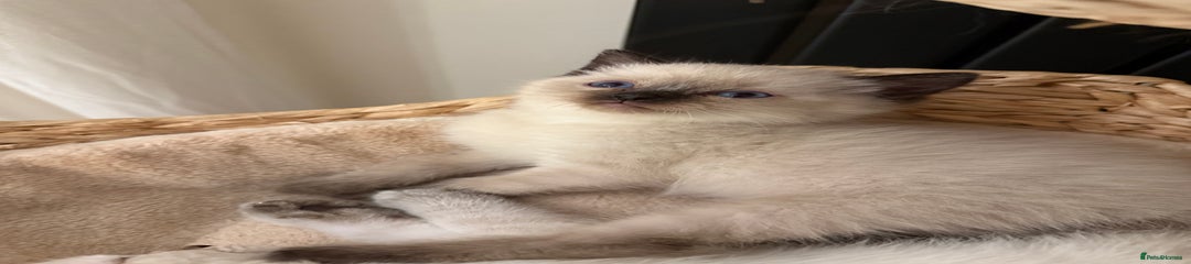 Seal Ragdoll 