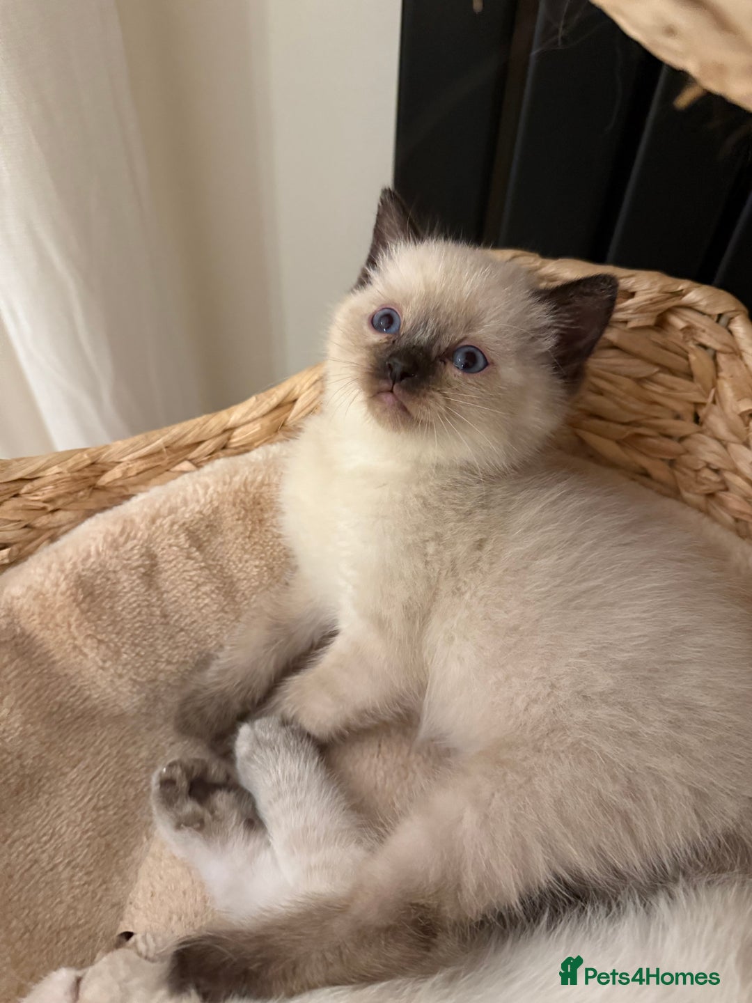 Mixed Breed cats for sale: Chunky, Fluffy Half Ragdoll Half British Shorthair - Image 6