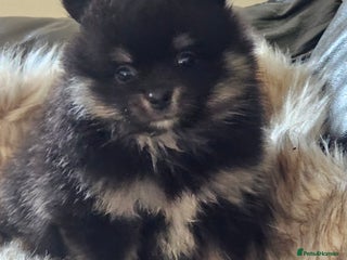 Pomeranian dogs 1 beautifull pomeranian puppy - Advert 16