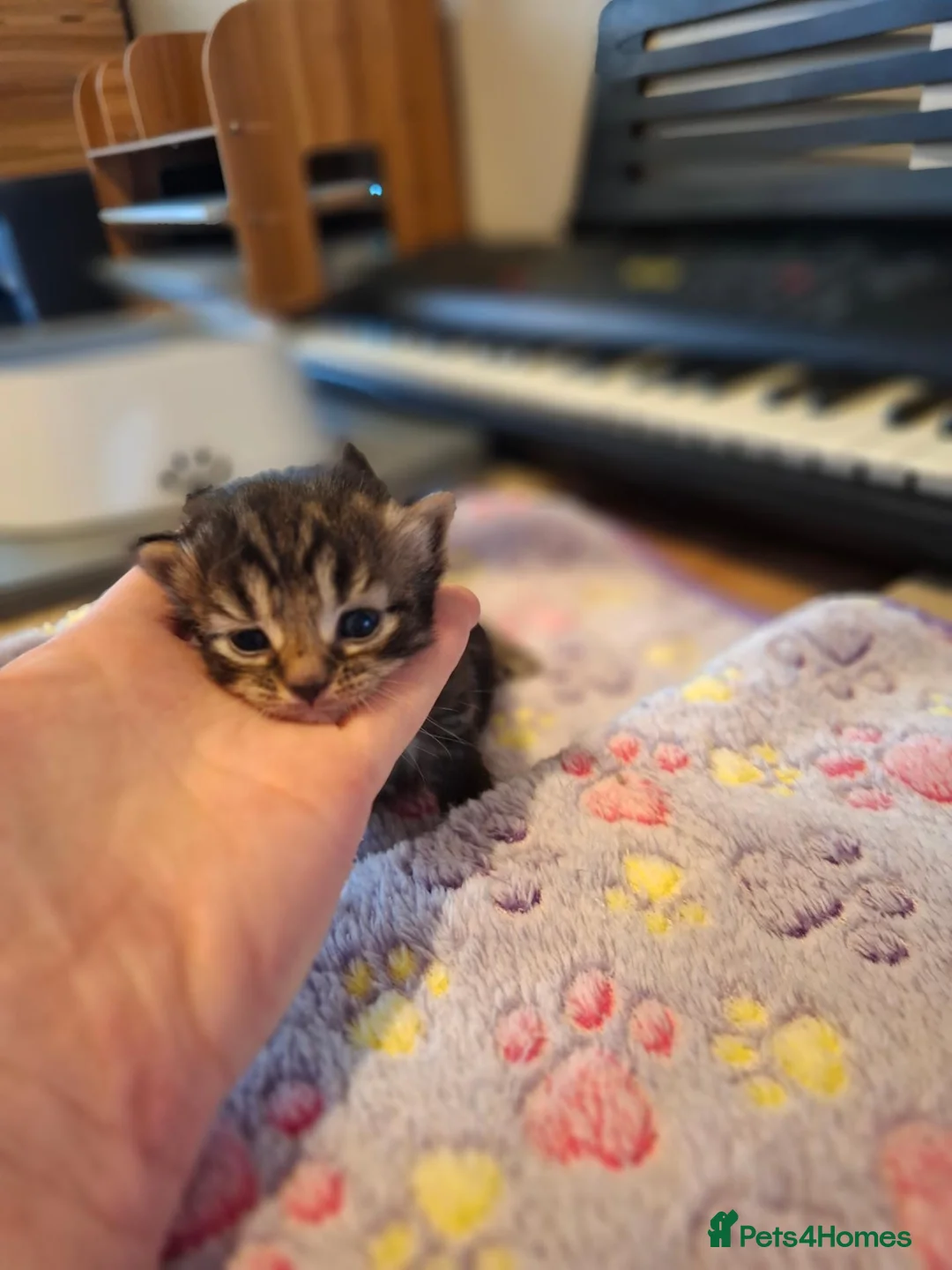 Mixed Breed cats for sale: Kittens - Advert 2