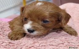 Cavapoo dogs for sale: Amazing quality cavapo litter  - Advert 16