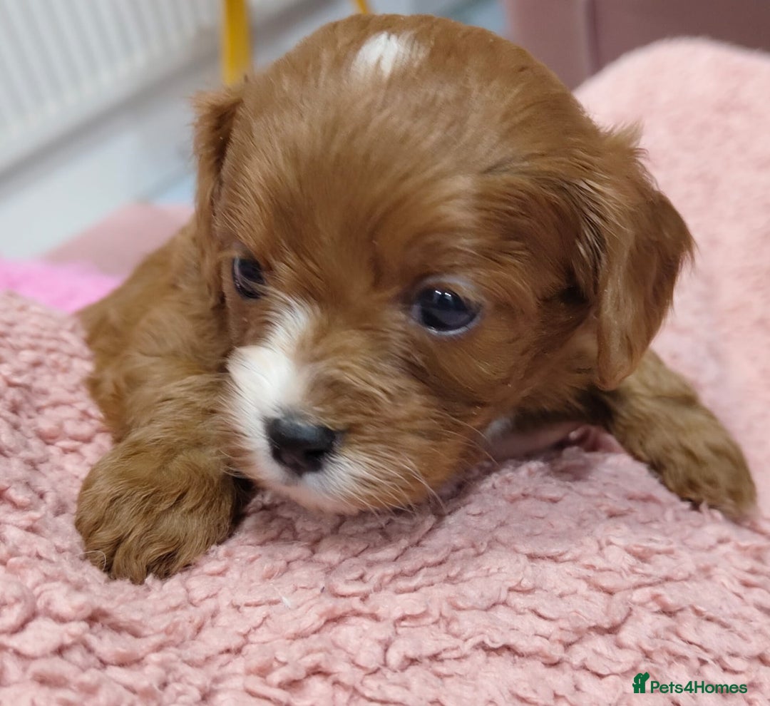 Cavapoo dogs for sale: Amazing quality cavapo litter  - Advert 16