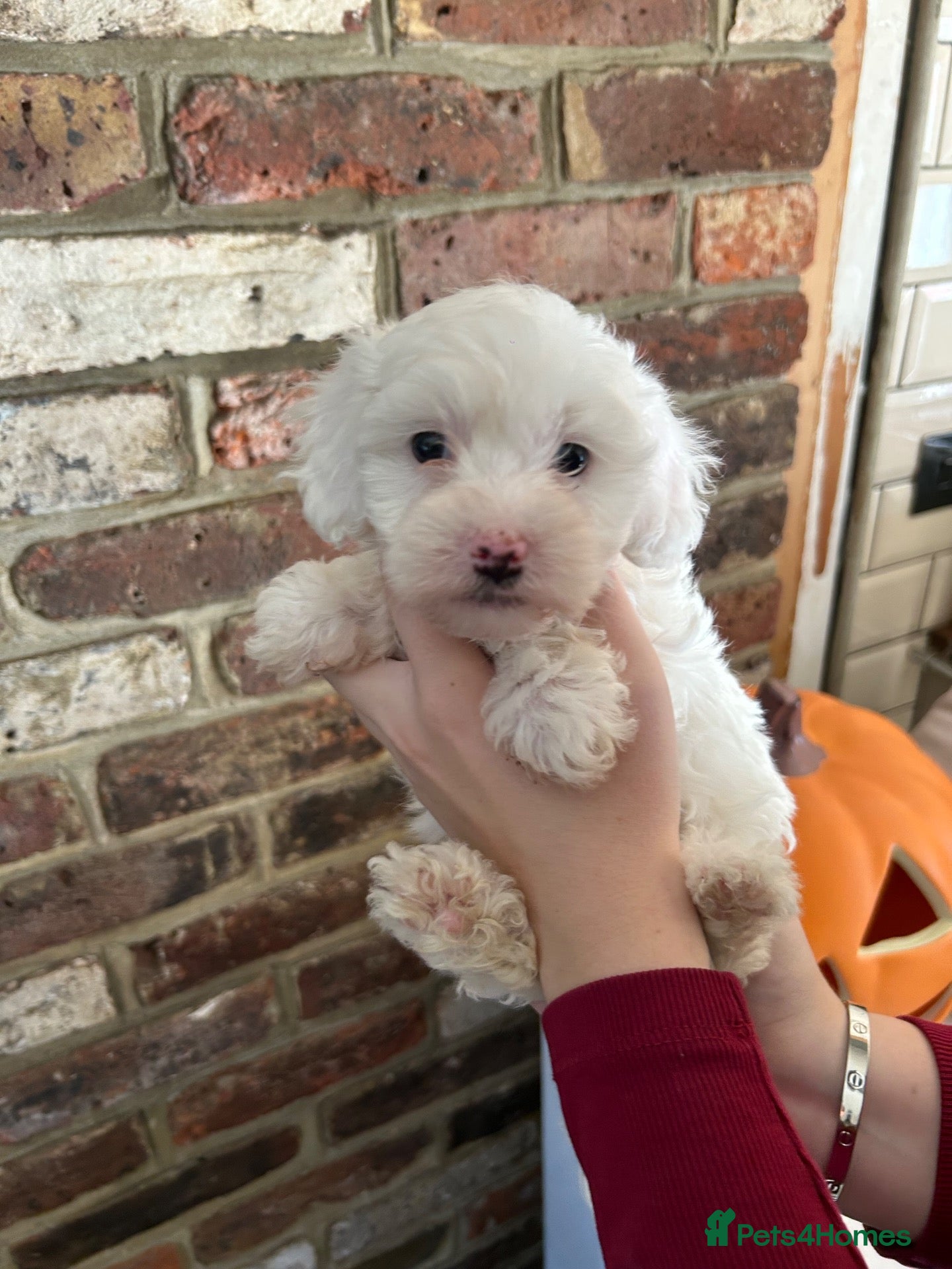 Maltipoo dogs for sale: ❤️❤️ 1 GIRL LEFT  Beautiful maltipoo puppies❤️❤️ - Advert 1