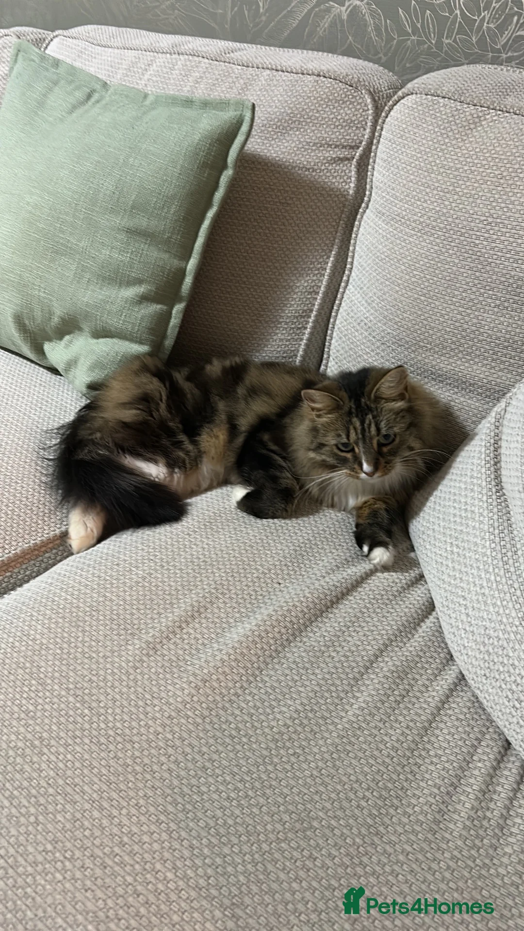 Mixed Breed cats for sale: Mother and Son long-haired cats - Advert 5