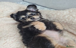 Chipoo dogs for sale: 4  Stunning chipoo puppies  - Image 22