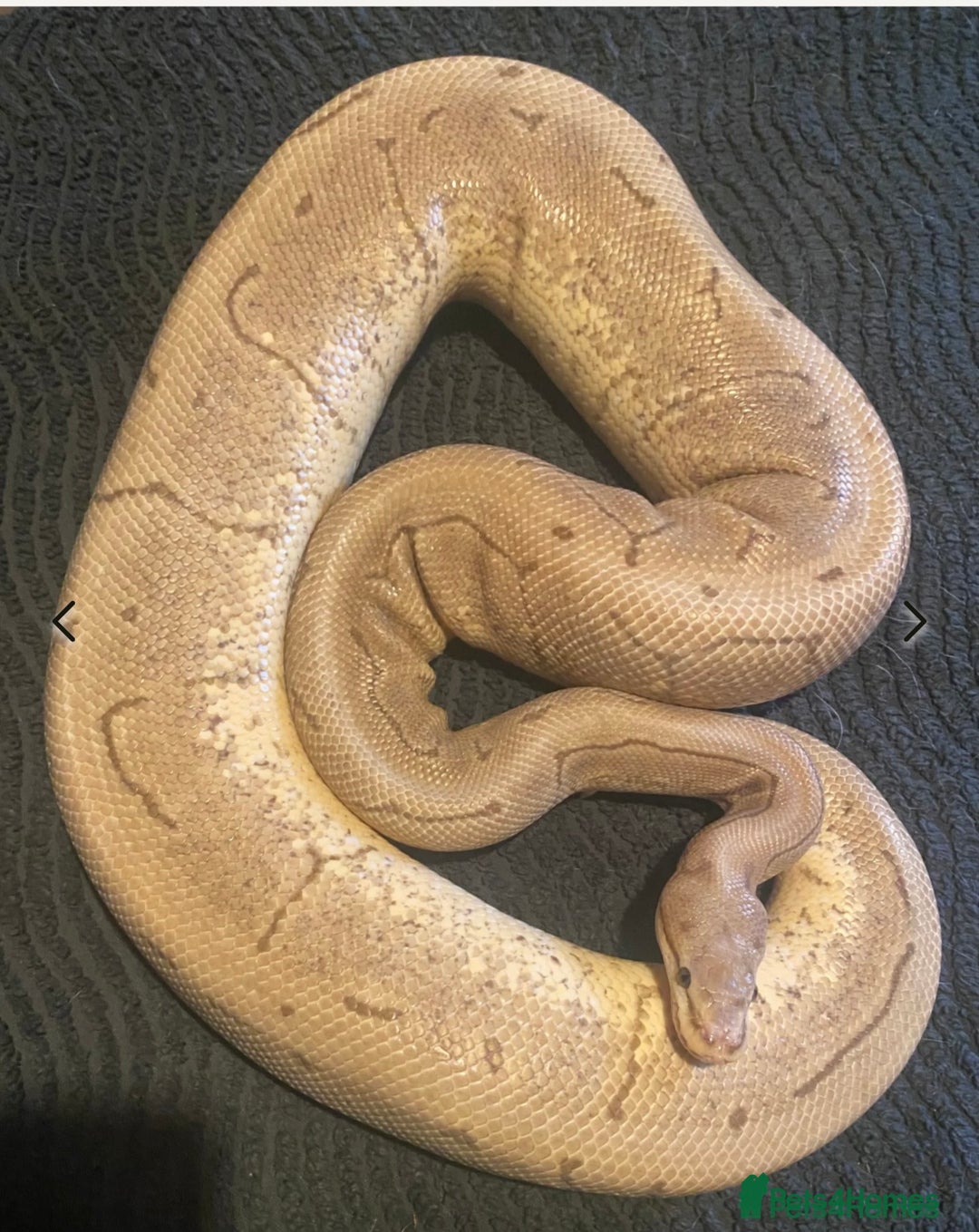 Python Snake reptiles for sale: Female royal pythons - Image 7