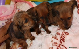 Mixed Breed dogs for sale: Dachshund cross jack russel pups - Image 2