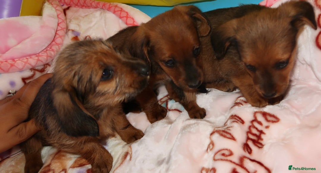 Mixed Breed dogs for sale: Dachshund cross jack russel pups - Image 2