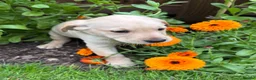 Labrador Retriever dogs for sale: UTTERLY GORGEOUS CHUNKY YELLOW KC REG LAB PUPPY - Advert 13