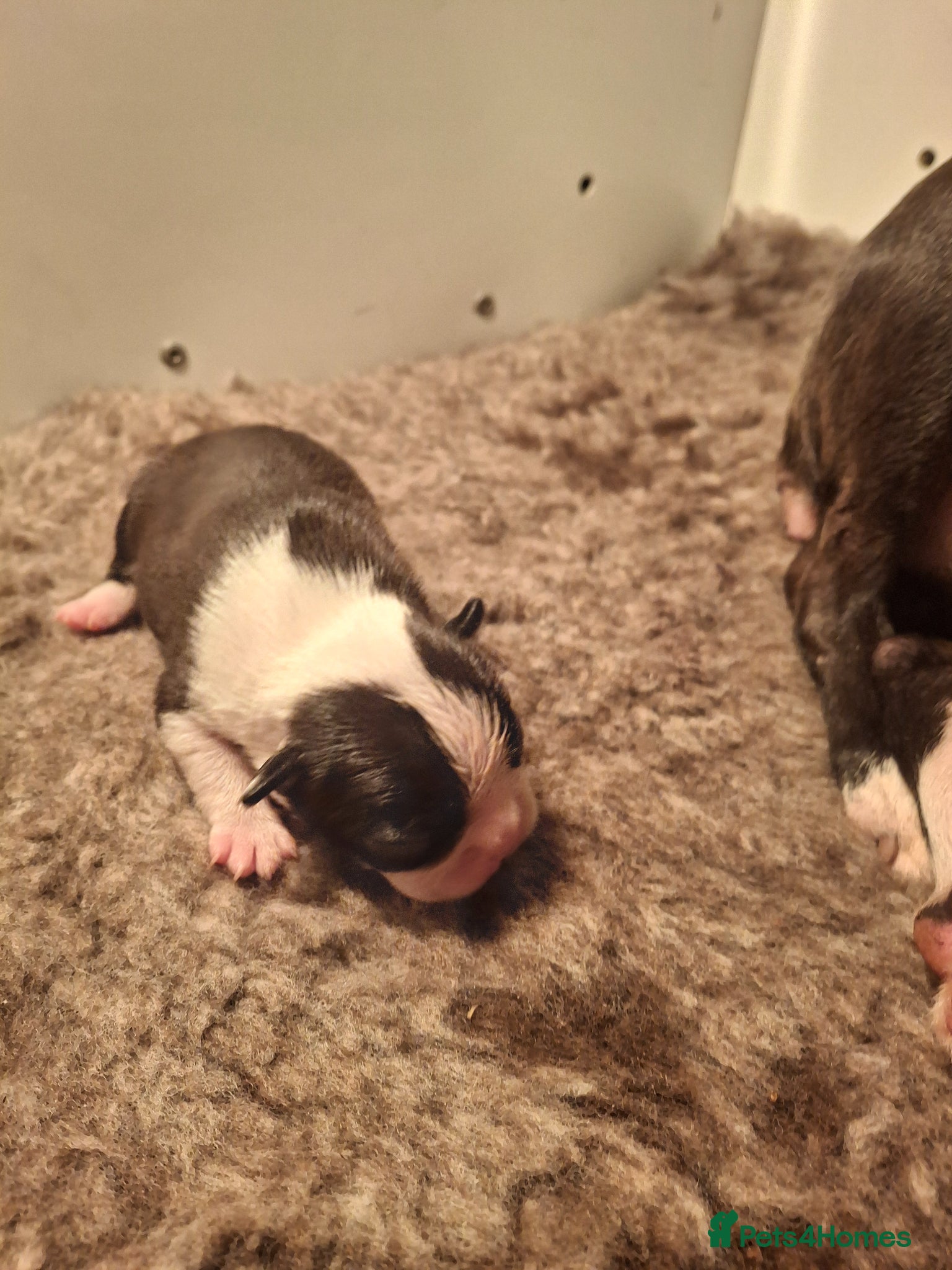 Boston Terrier dogs Stunning Boston Terriers Boys - Advert 8