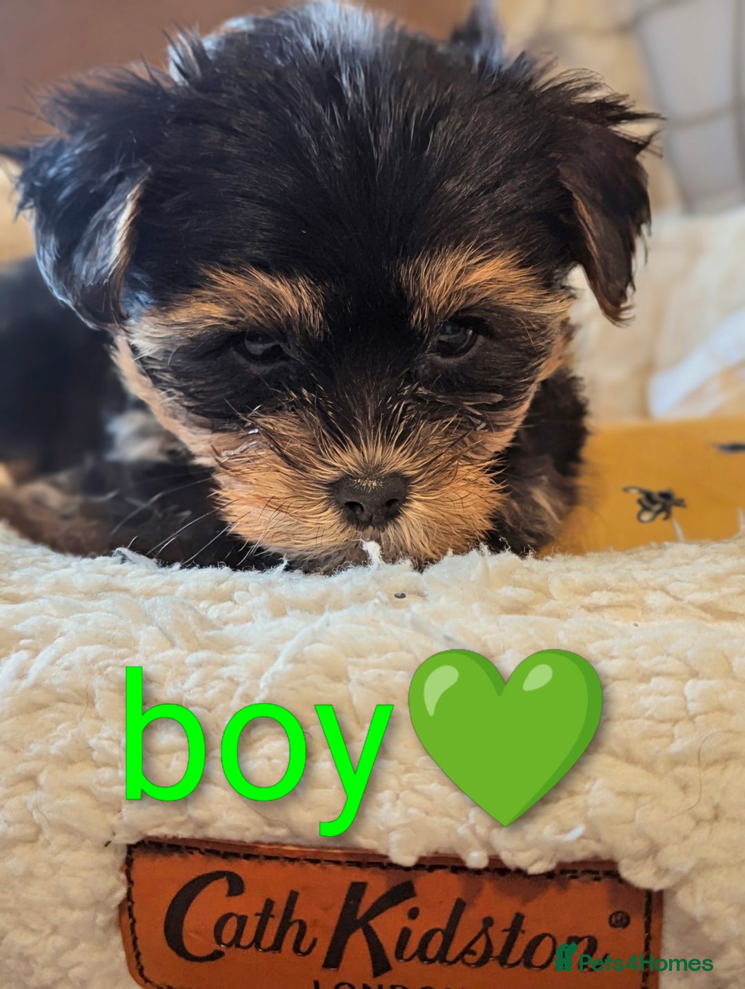 Yorkshire Terrier dogs for sale: Adorable Yorkshire terrier puppy available  - Advert 13