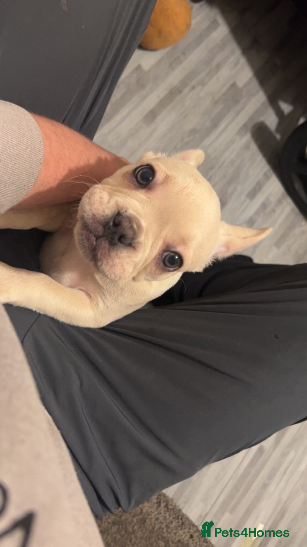 French Bulldog dogs for sale: French bulldog pups available (Reduced) - Advert 29