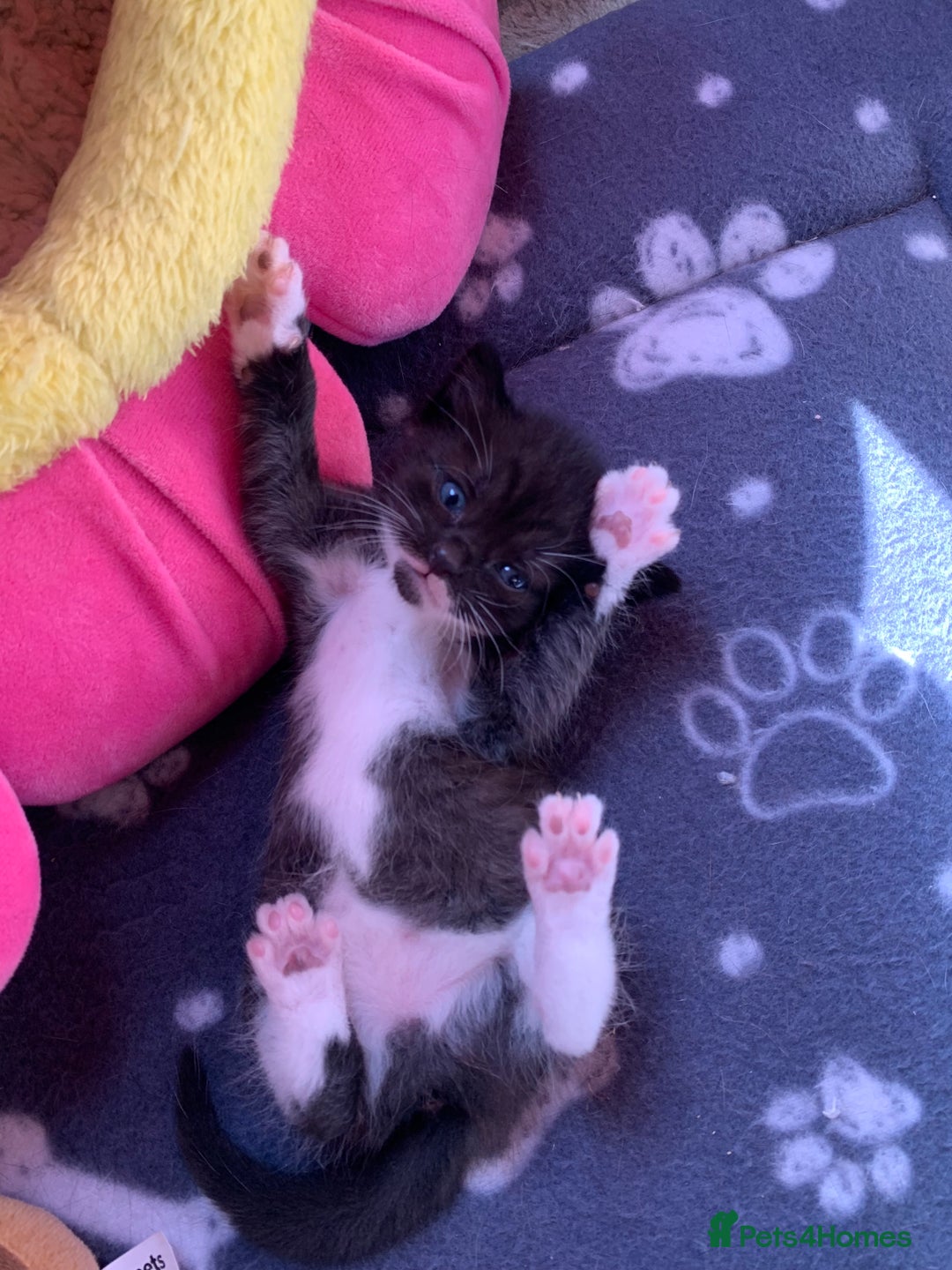 Domestic Shorthair cats for sale: Tabby kittens for sale - Image 14