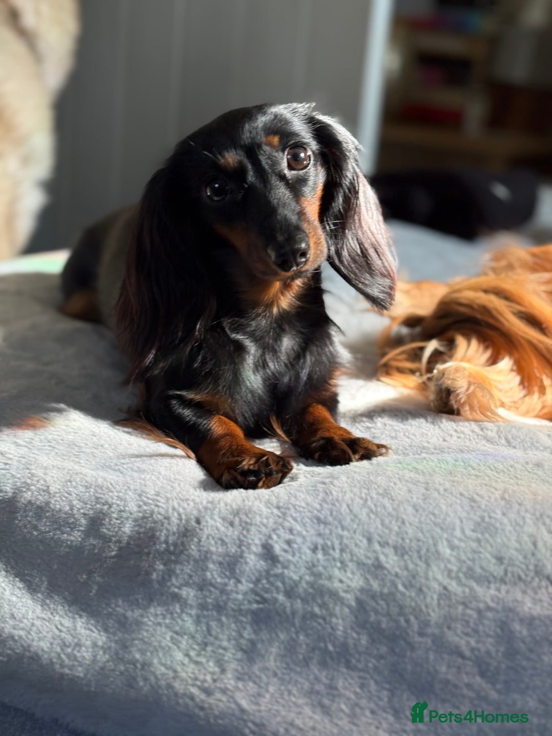Miniature Dachshund dogs for sale: Beautiful Pedigree KC Reg Mini Longhair Dachshunds - Advert 6