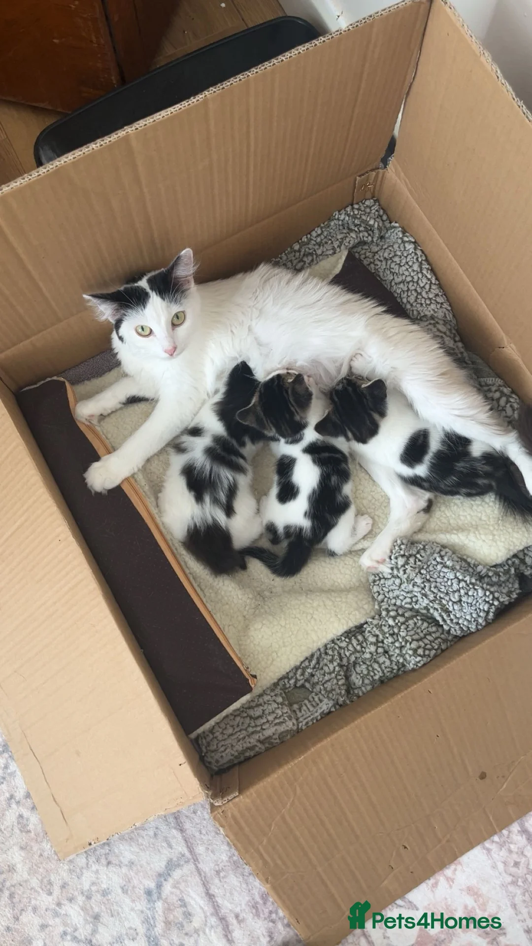 Mixed Breed cats for sale: THREE ADORABLE KITTENS FOR FOREVER HOME - Advert 1