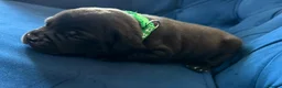 Staffordshire Bull Terrier dogs for sale: KC Staffordshire Bull Terrier Puppies - Advert 8