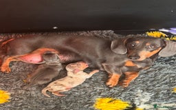 Miniature Dachshund dogs for sale: Two tiny boys looking for their forever sofa 💕 - Image 4