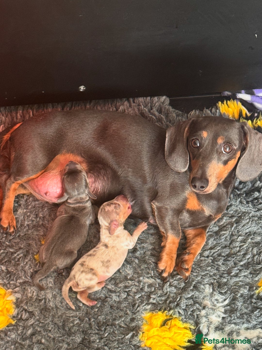 Miniature Dachshund dogs for sale: Two tiny boys looking for their forever sofa 💕 - Image 4
