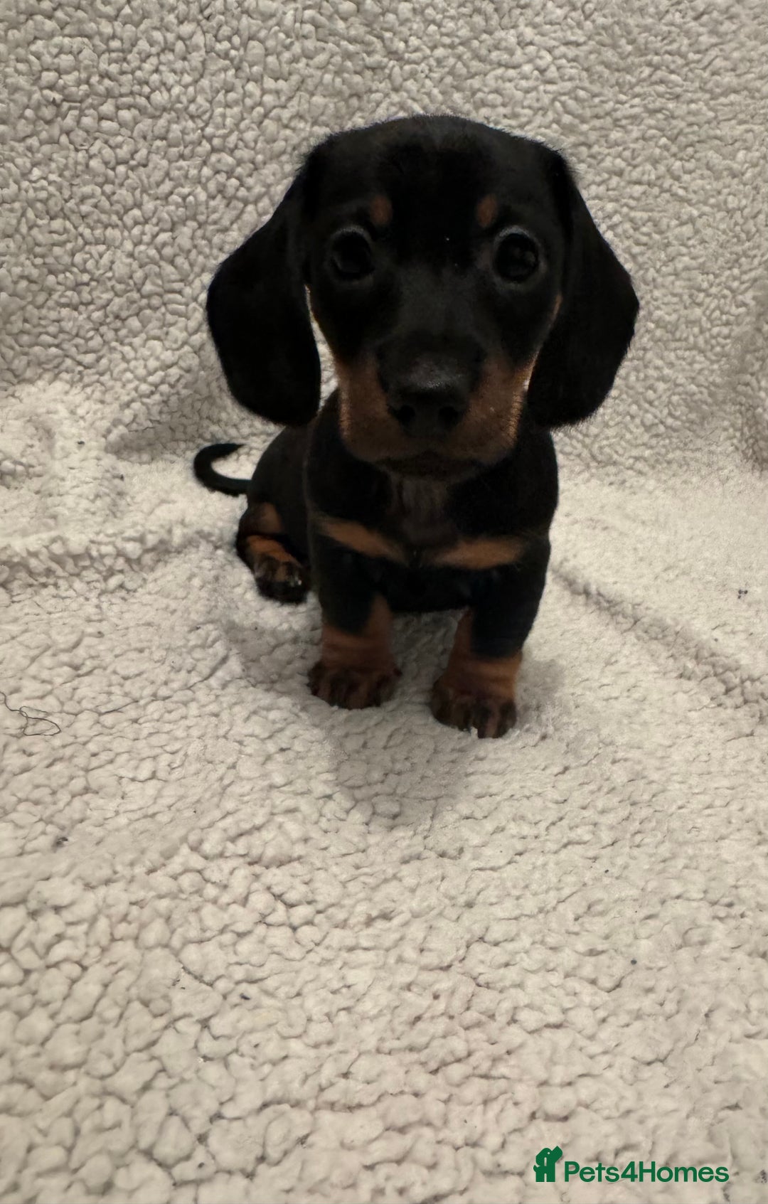 Miniature Dachshund dogs for sale: Miniature dachshund READY NOW - Advert 5