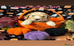 Cockapoo dogs for sale: ❤️AMAZING F1B COCKAPOOS ❤️ - Image 12