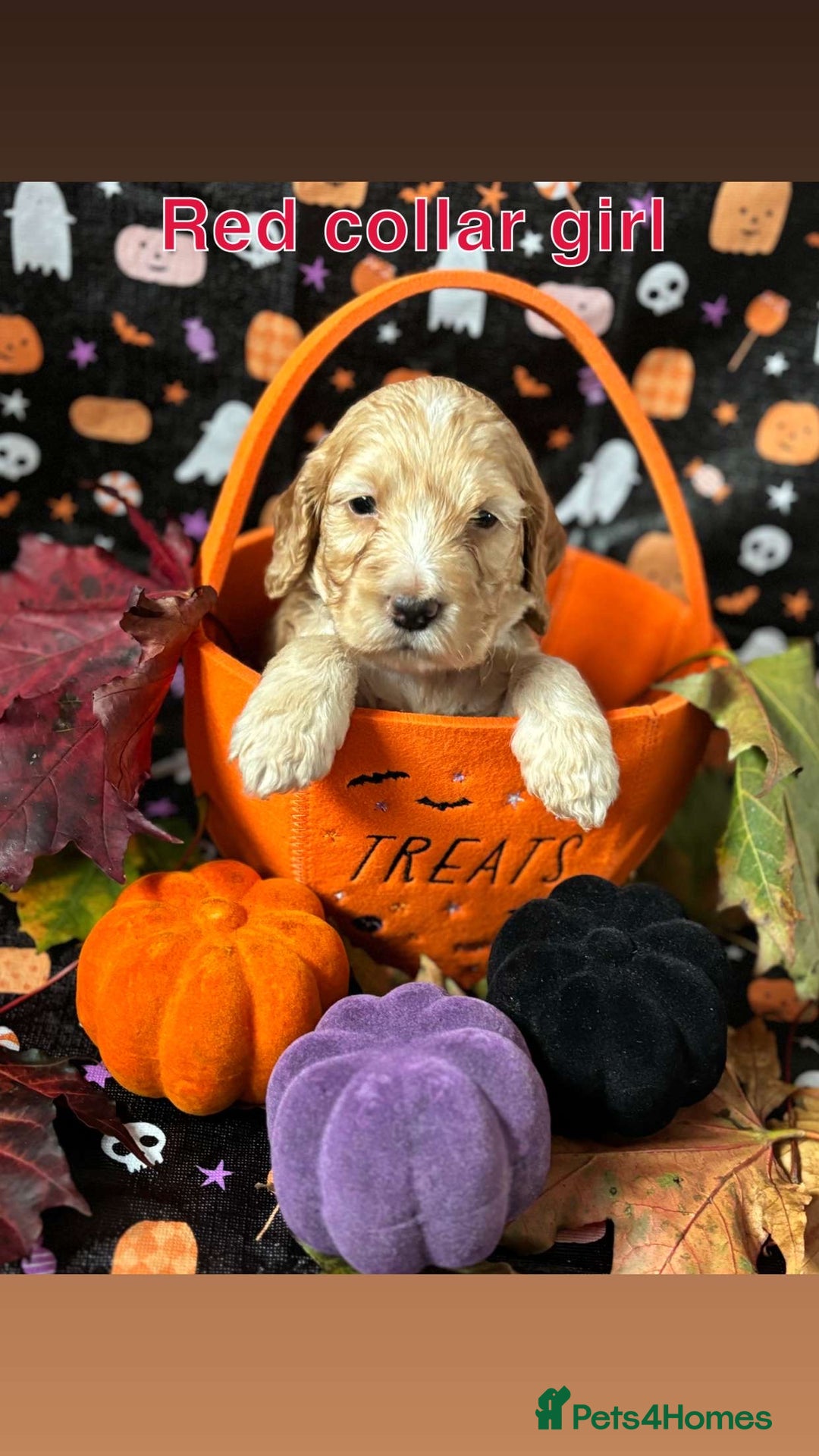 Cockapoo dogs for sale: ❤️AMAZING F1B COCKAPOOS ❤️ - Image 12