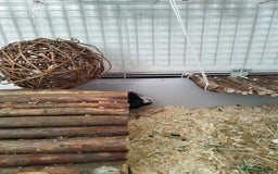 Guinea Pig rodents for sale: Rehoming: Two male guinea pigs  - Image 7