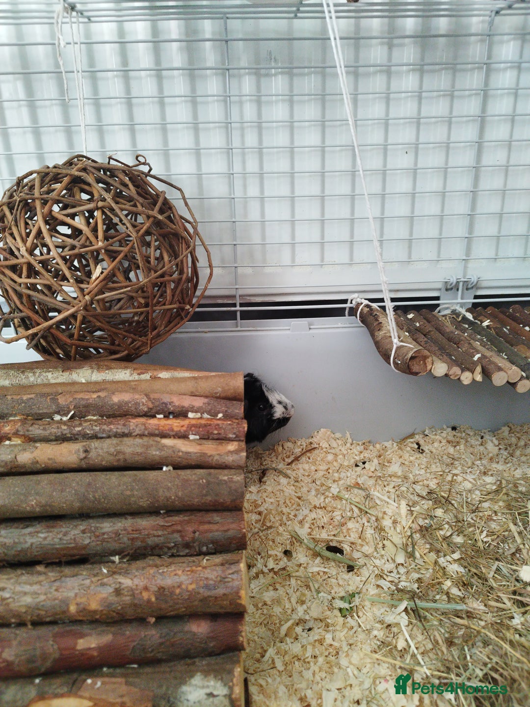 Guinea Pig rodents for sale: Rehoming: Two male guinea pigs  - Image 7