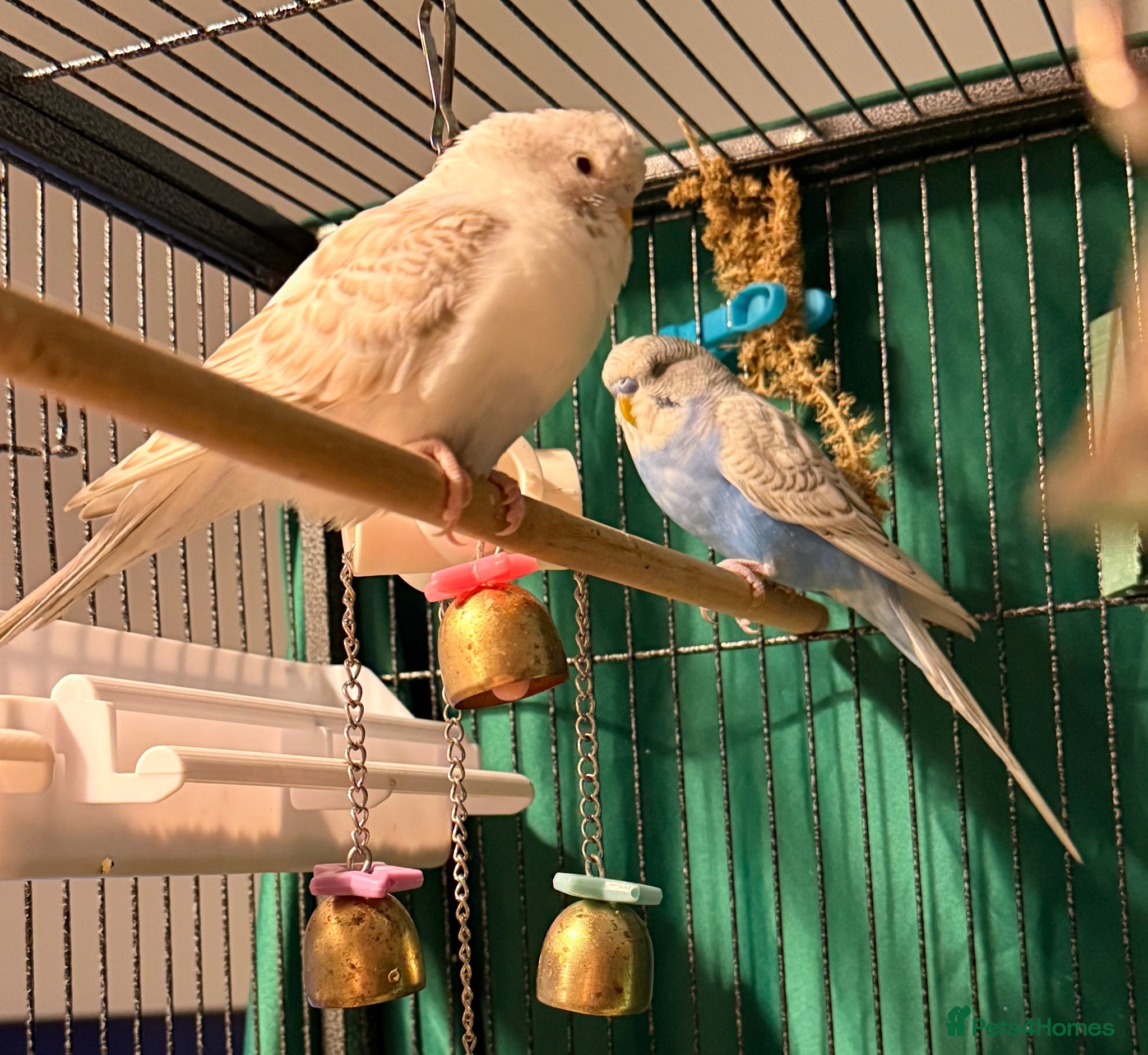 Budgerigars birds Two young  budgies available  Wa7  area   - Advert 1