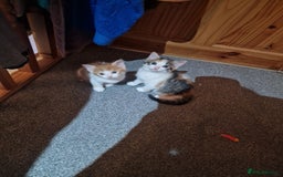 British Shorthair cats for sale: 2 Female kittens loookg for Forever home 🩷 - Image 6