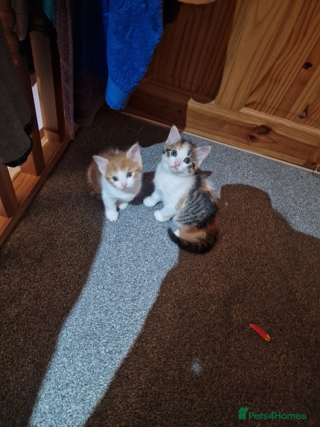 British Shorthair cats for sale: 2 Female kittens loookg for Forever home 🩷 - Image 6