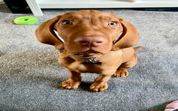 Hungarian Vizsla dogs for stud: Hungarian Vizsla Stud - Image 15