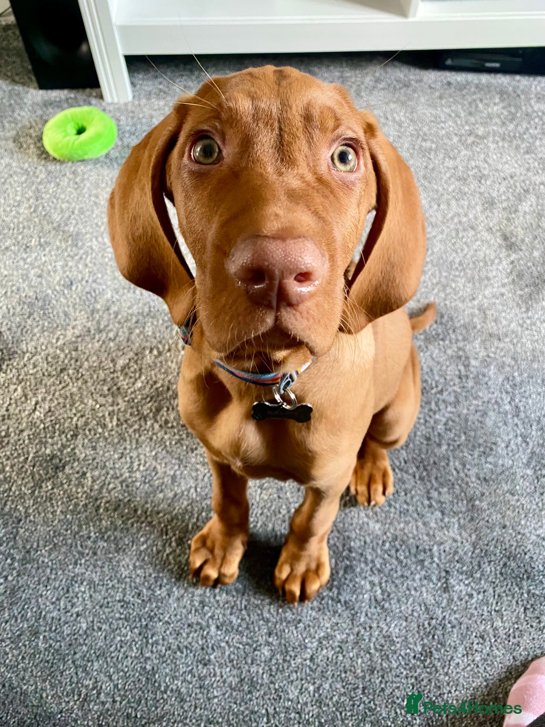 Hungarian Vizsla dogs for stud: Hungarian Vizsla Stud - Image 15