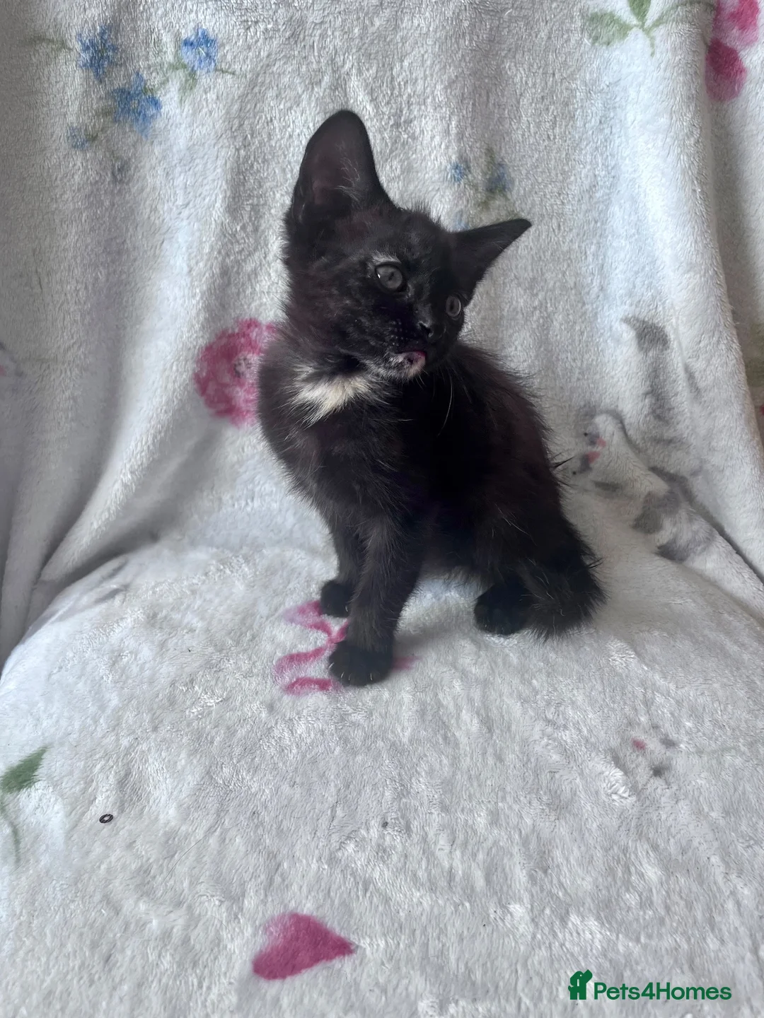 Mixed Breed cats for sale: Black Tortoiseshell Girl - Ready to Go!  - Advert 2