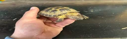 Tortoise reptiles for sale: Male horsefield tortoise  in Swindon - Advert 2