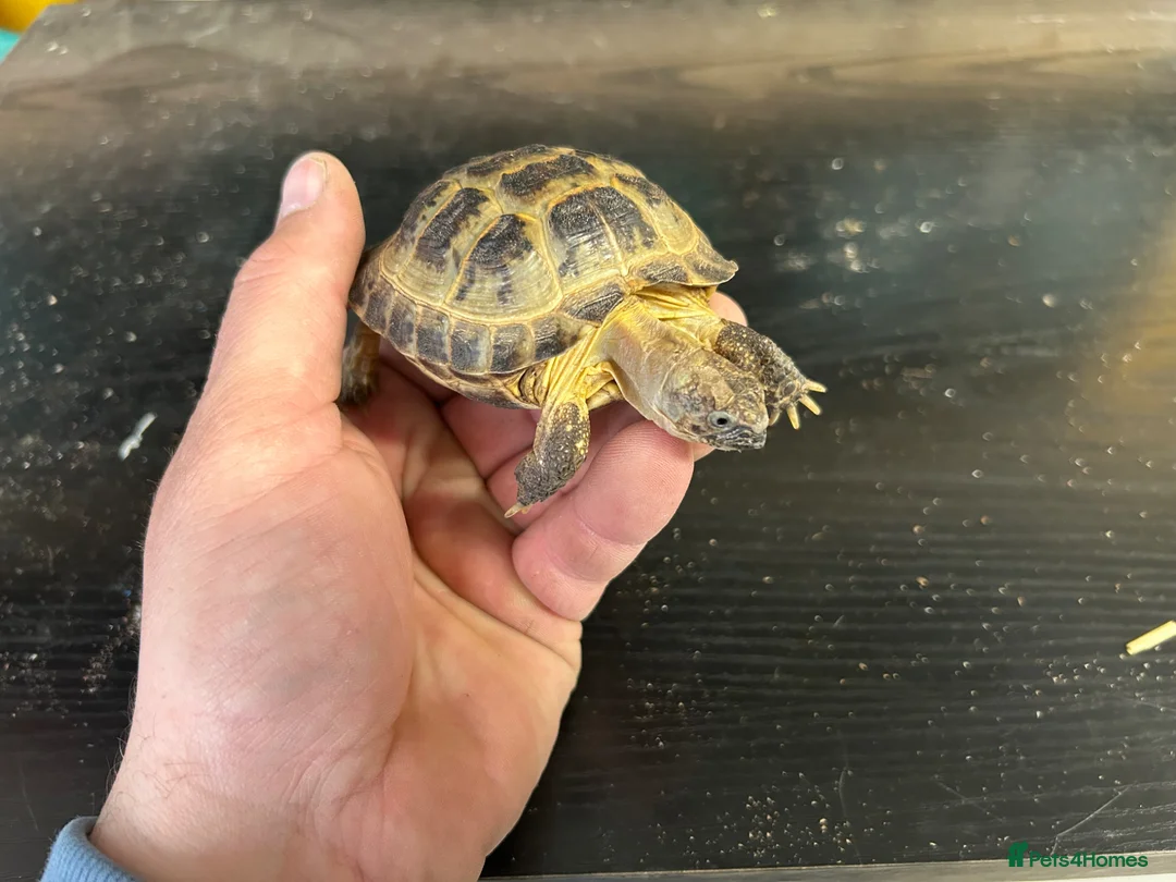 Tortoise reptiles for sale: Male horsefield tortoise  in Swindon - Advert 2