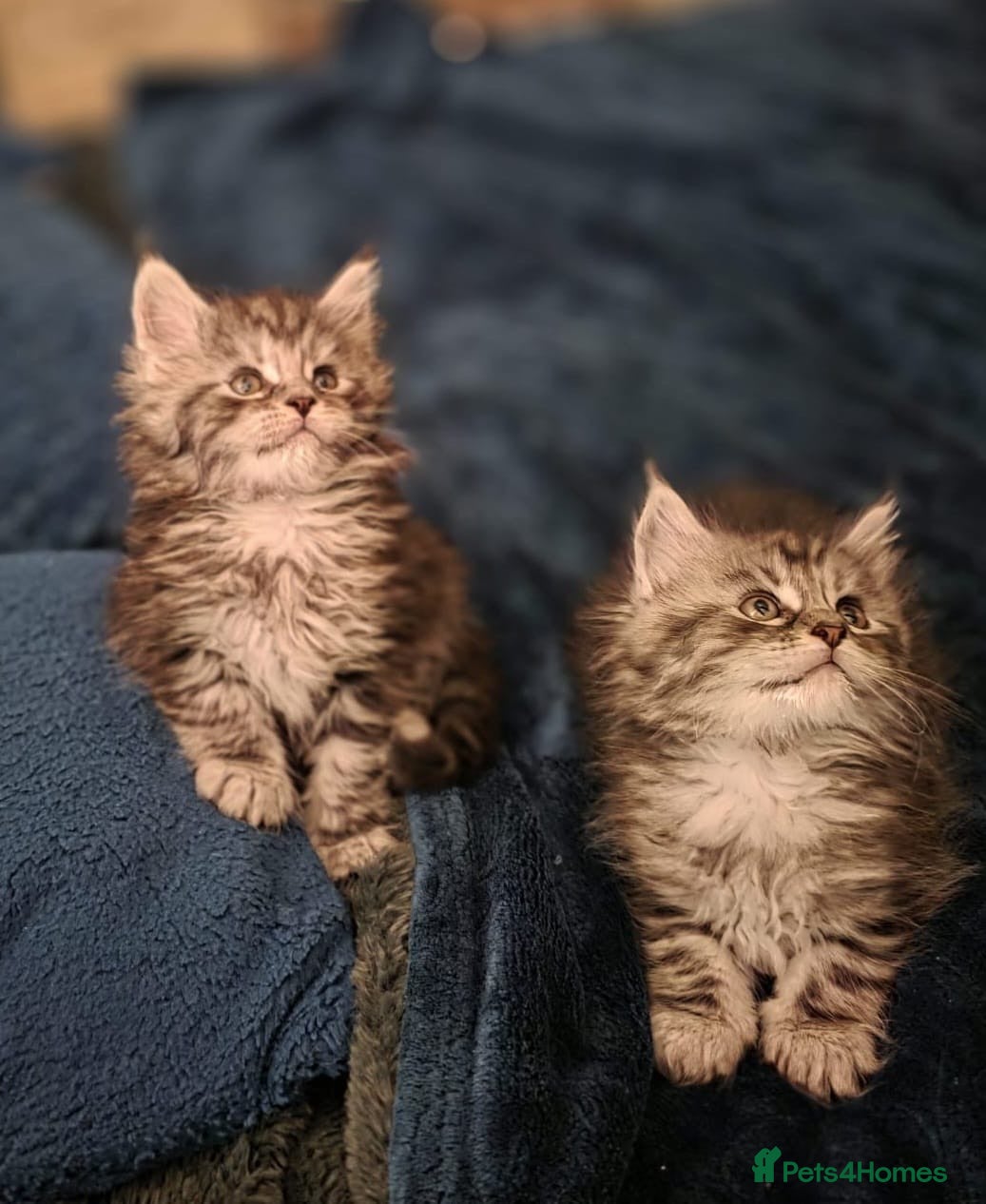 Maine Coon cats 3 Maine coon kittens  - Advert 9