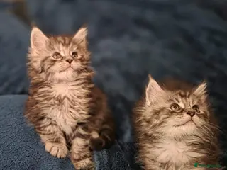 Maine Coon cats 3 Maine coon kittens - Advert 9
