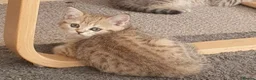 British Shorthair cats for sale: British Shorthair Blue & Black Gold Spotted Tabby  - Advert 7