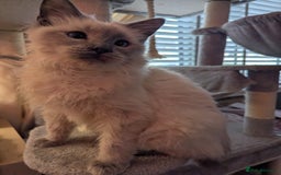 Ragdoll cats for sale: Beautiful ragdoll kitten.  - Image 3