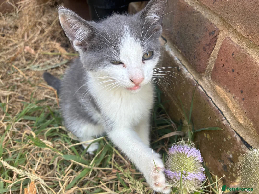 Mixed Breed cats for sale: Lyndidya - Advert 1