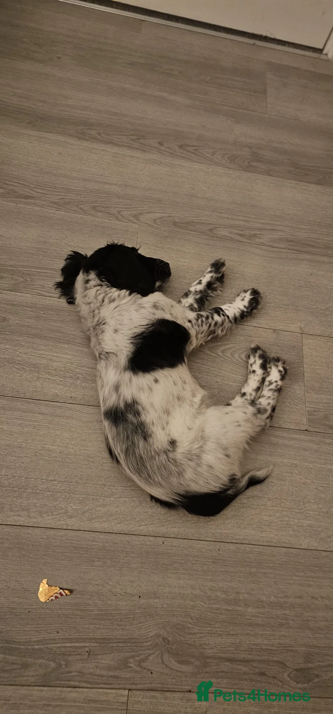 English Springer Spaniel dogs for sale: Sprocker spaniel  - Advert 2