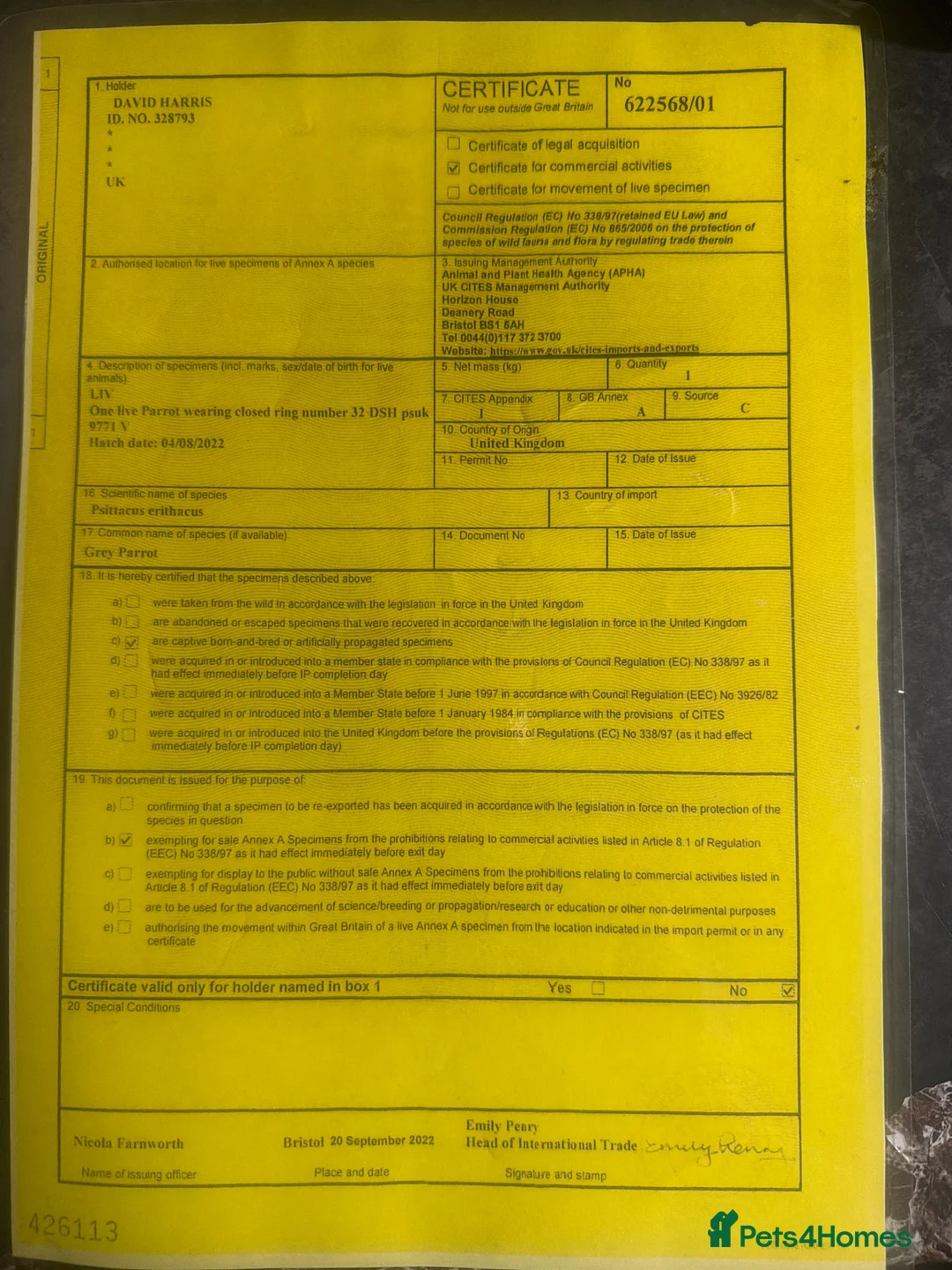 Parrots birds for sale: African grey - Advert 2