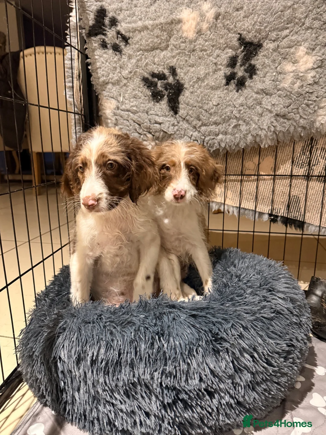 Sproodle dogs for sale: *LAST 2* Outstanding Rare F1 Sproodle’s  - Advert 2