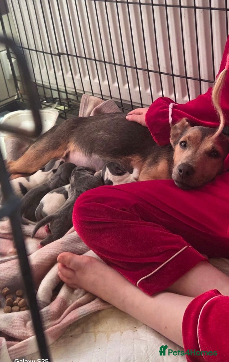 Jack Russell dogs Absolutely adorable jack russel puppy blue tri  - Advert 2