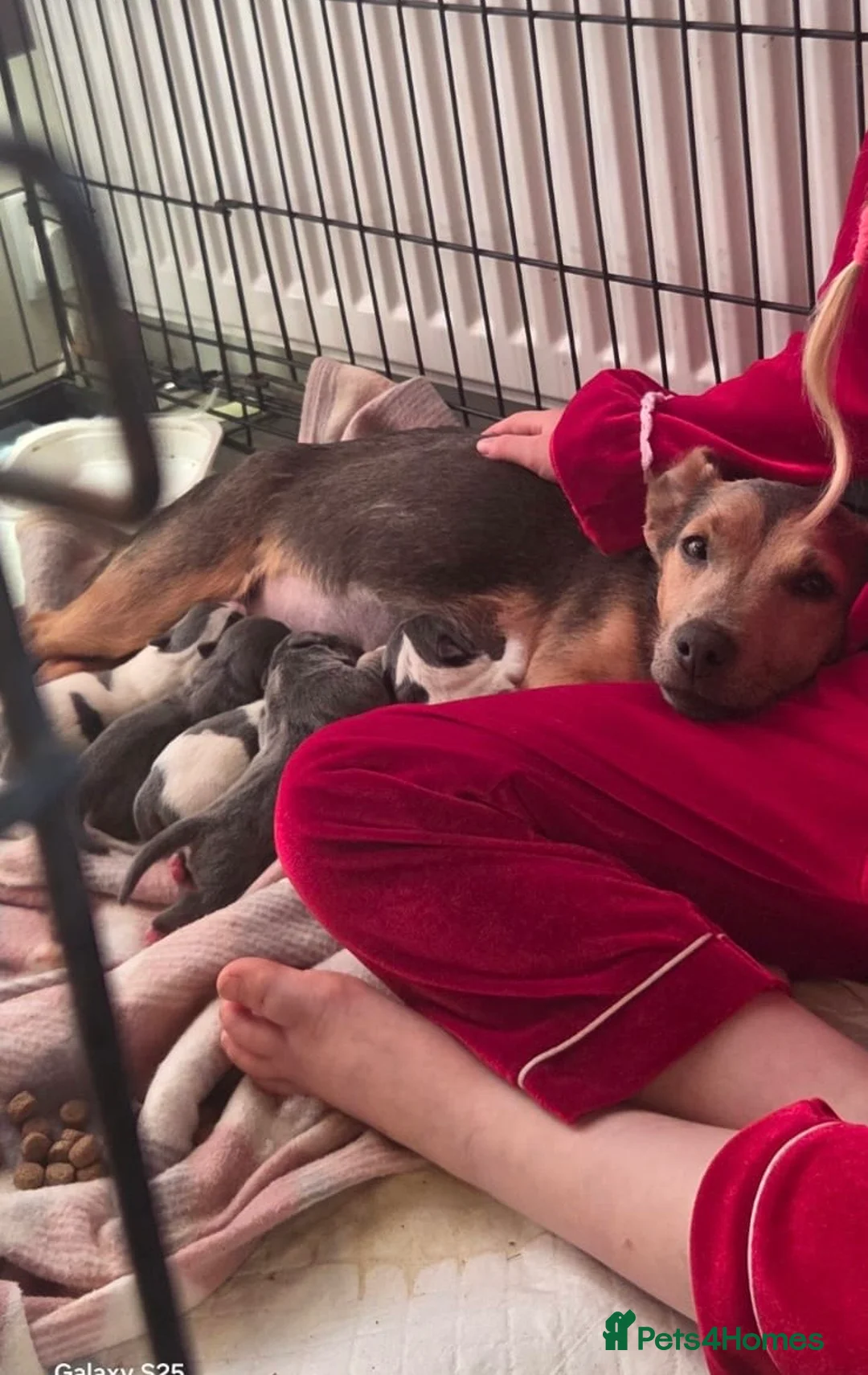 Jack Russell dogs for sale: Absolutely adorable jack russel puppy blue tri  - Advert 2