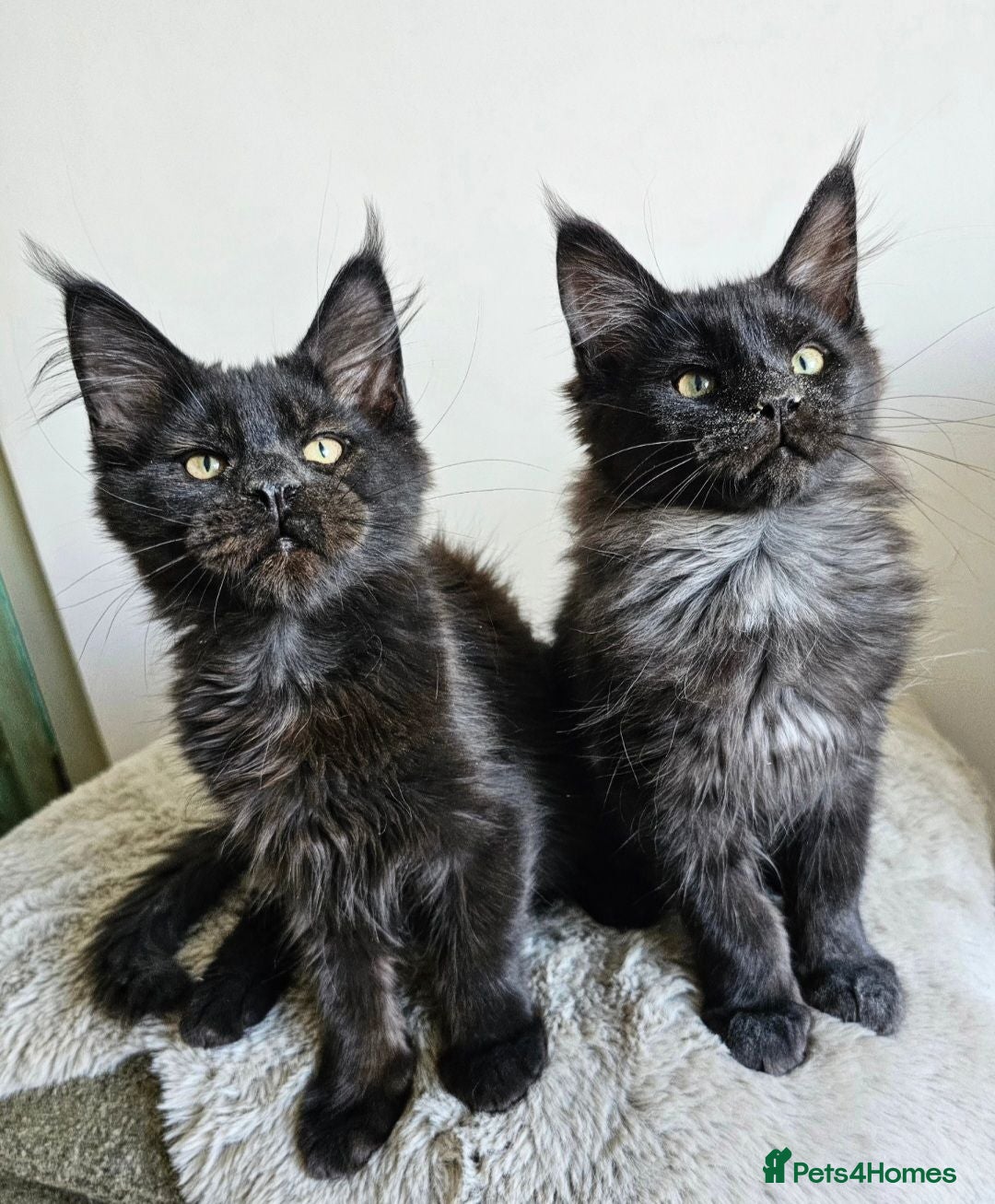 Maine Coon cats Beautiful Maine Coon kittens  - Advert 2