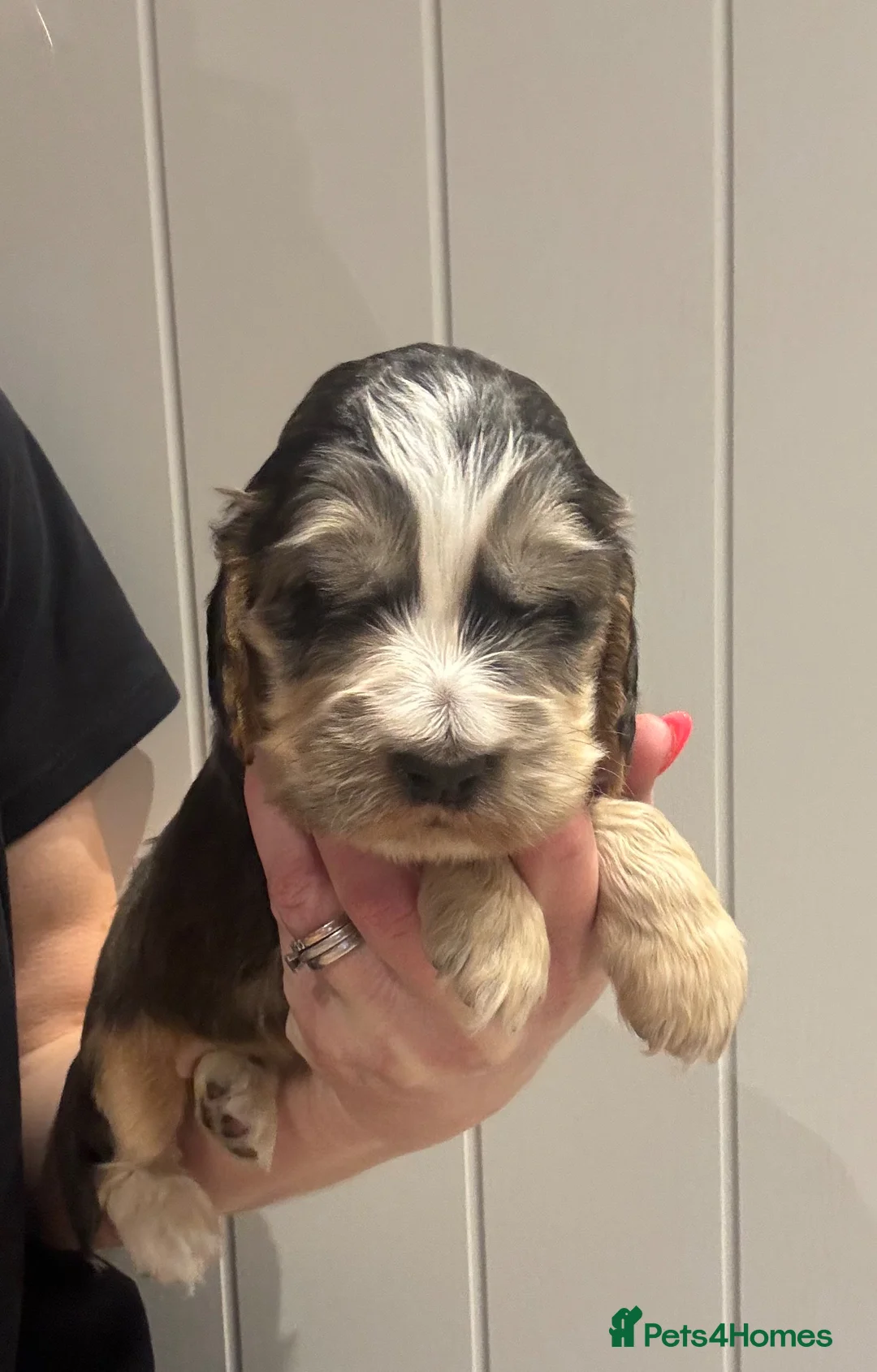 Cocker Spaniel dogs for sale: Stunning KC registered Show Cocker Spaniels  - Advert 1