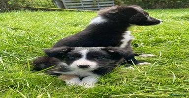 Border Collie dogs - Advert 3