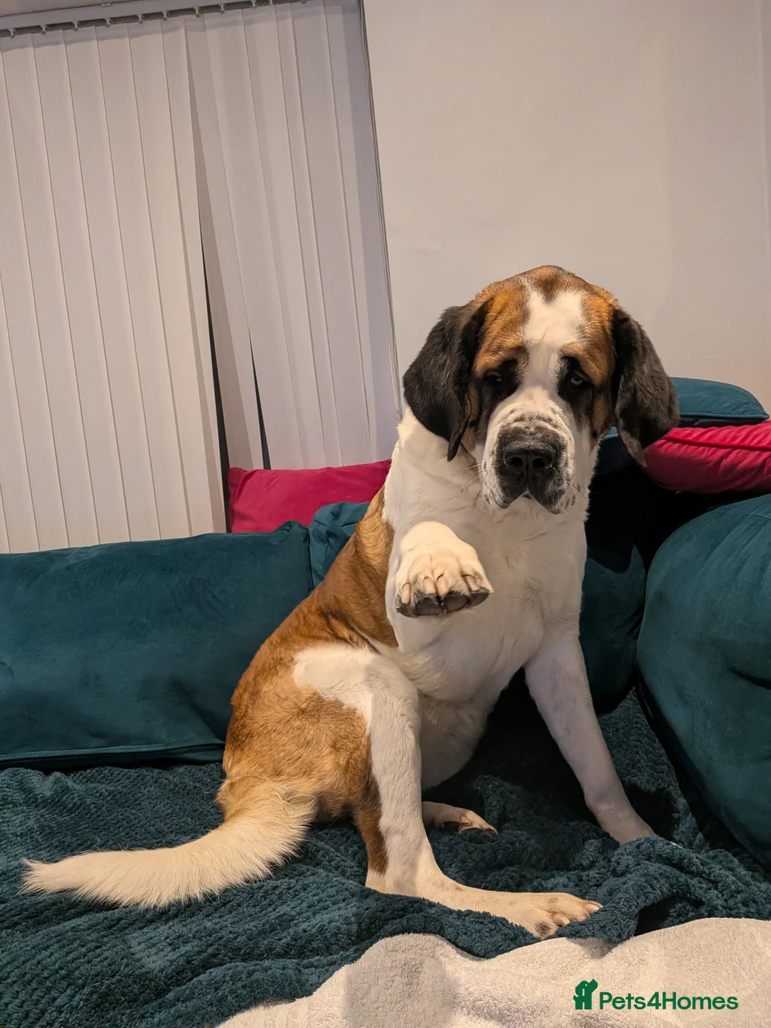 Saint Bernard dogs for sale: Available to the best home only ! - Advert 1