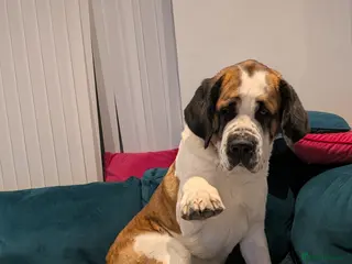 Saint Bernard dogs Available to the best home only ! - Advert 2